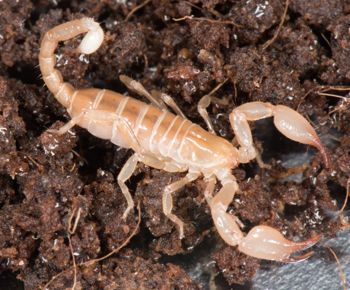 Media type: image; Invertebrate Zoology 46988